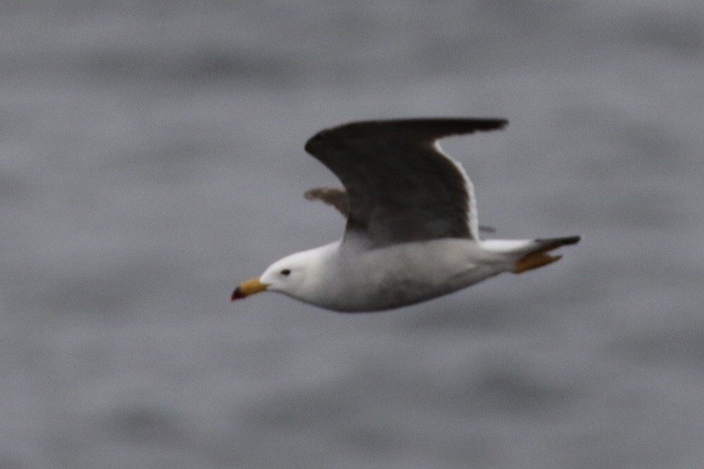 Belcher's Gull - ML125300811