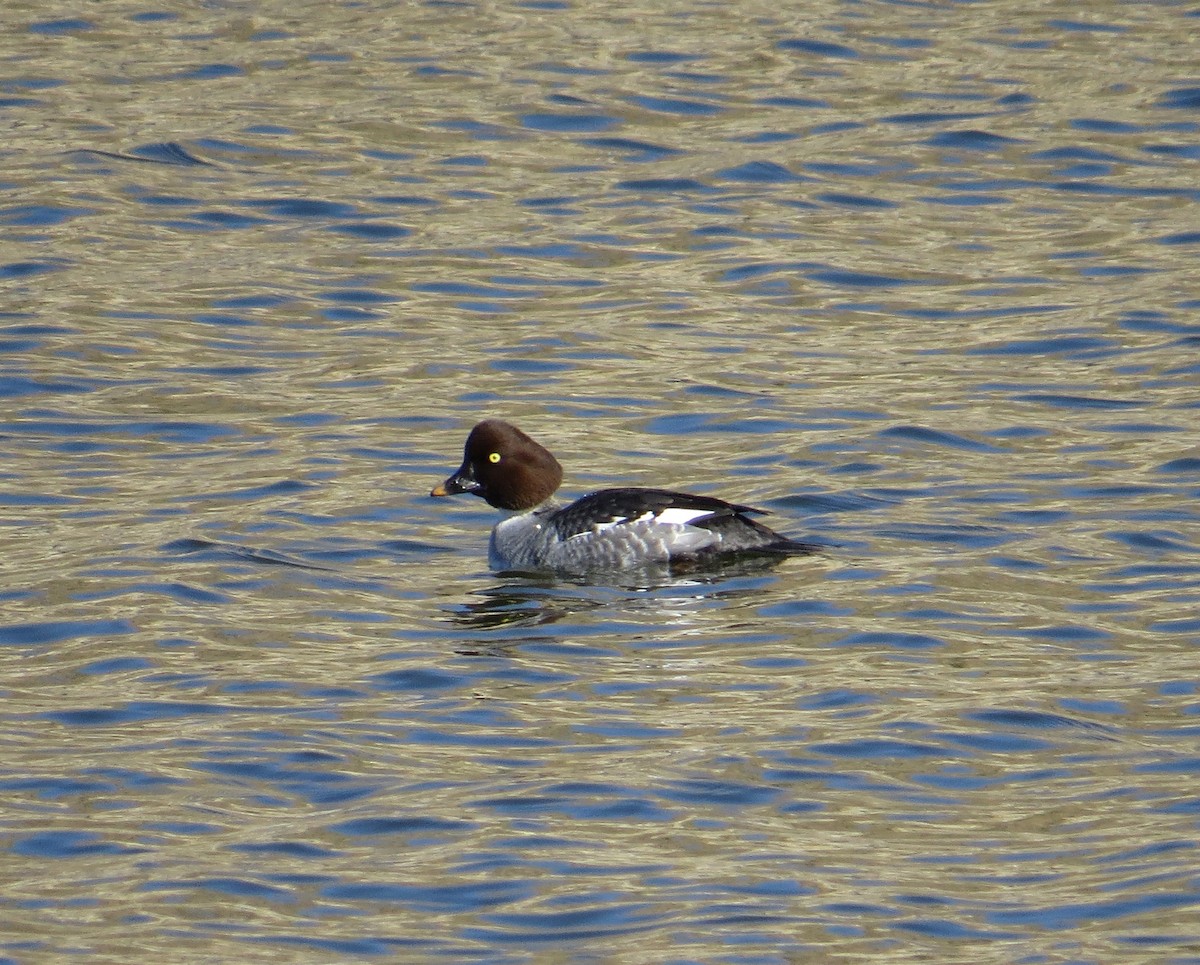 Common Goldeneye - Brittany O'Connor