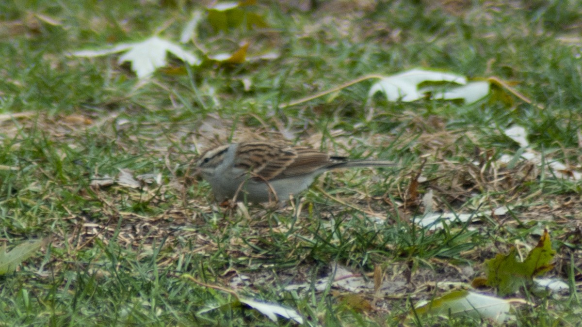 Chipping Sparrow - Jasper Weinberg