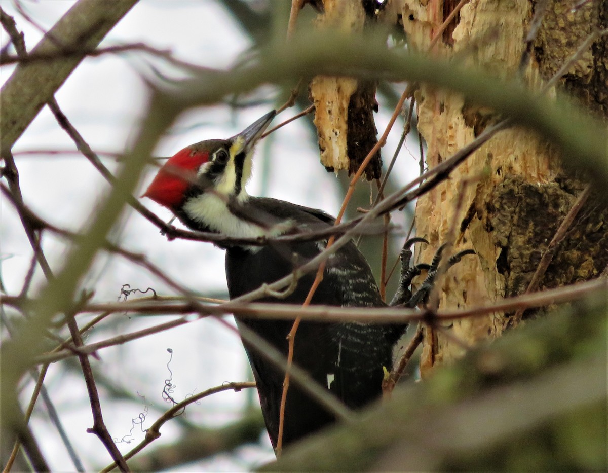 Pileated Woodpecker - ML125304541