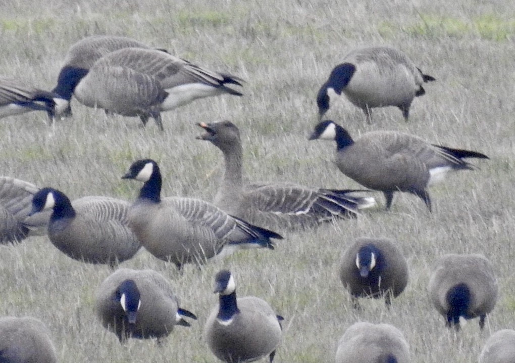 Tundra Bean-Goose - Cindy Armstrong