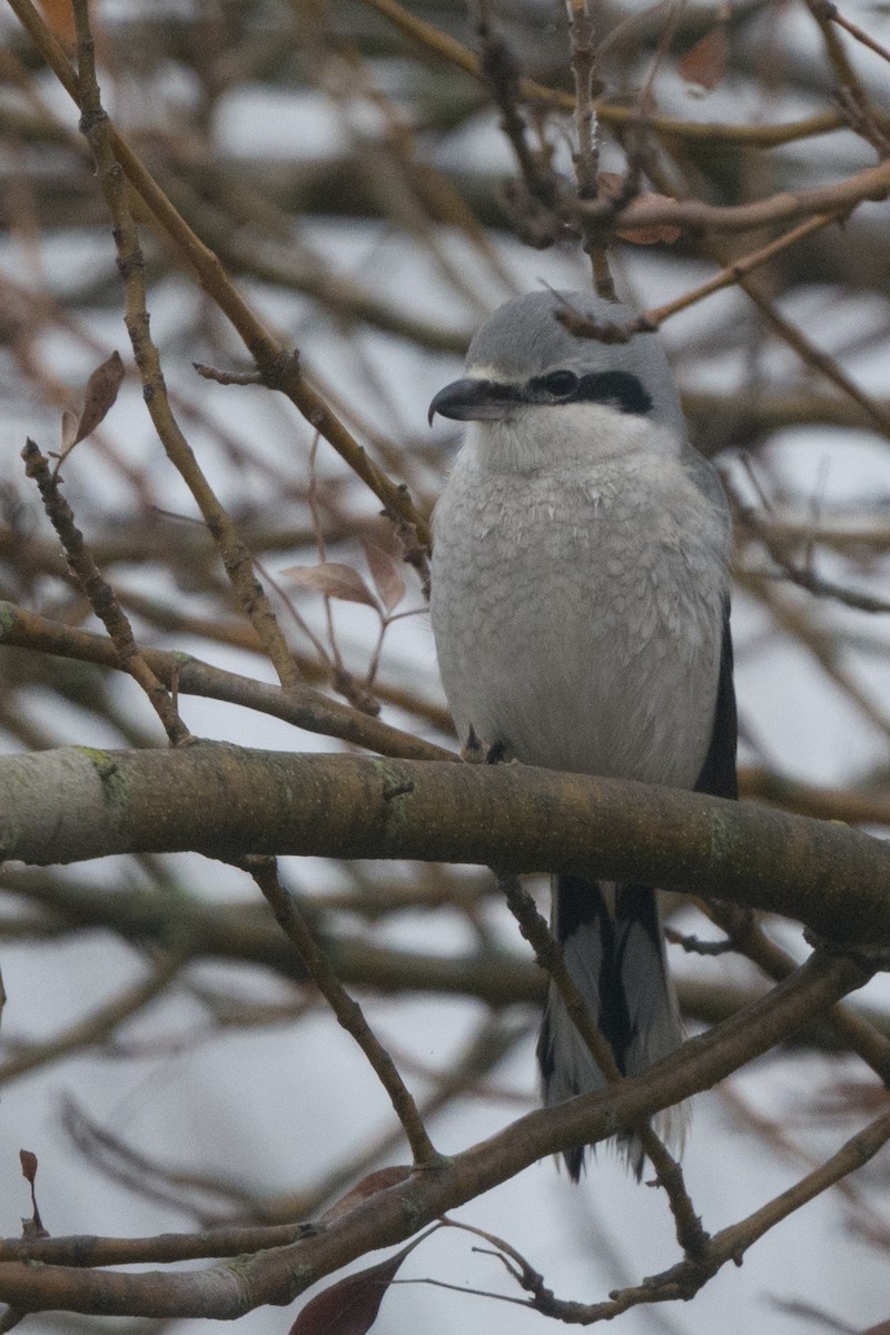 Northern Shrike - ML125305431