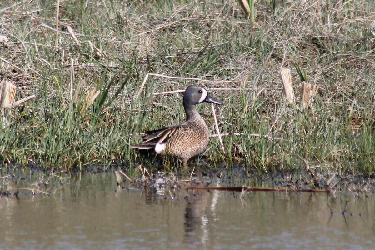 Blue-winged Teal - ML125306251