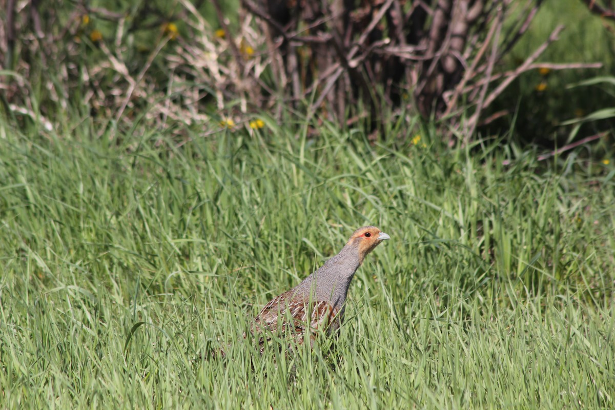 Gray Partridge - ML125306391