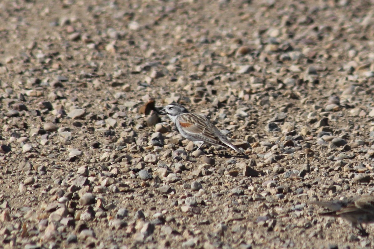 Thick-billed Longspur - ML125306621