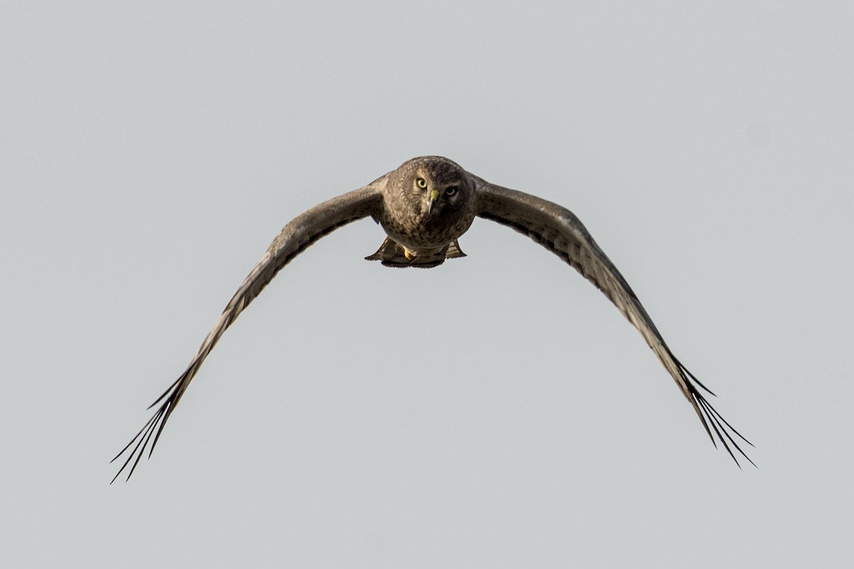 Northern Harrier - Susan Teefy