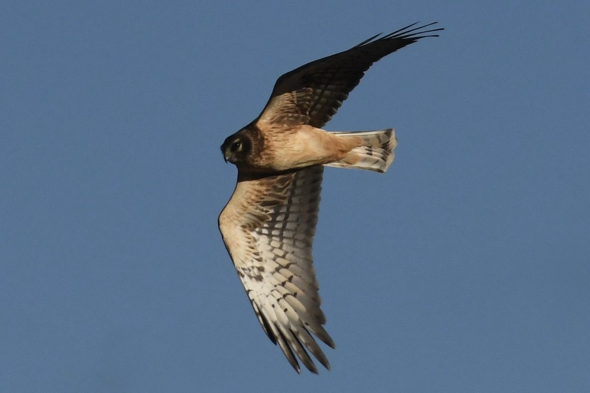 Northern Harrier - ML125307551
