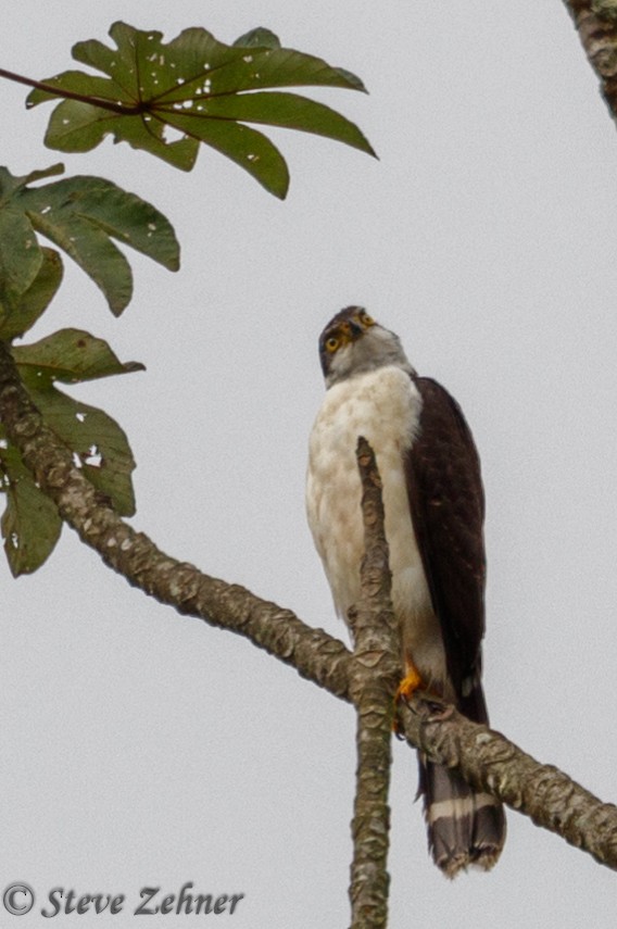 Bicolored Hawk - Steve Zehner