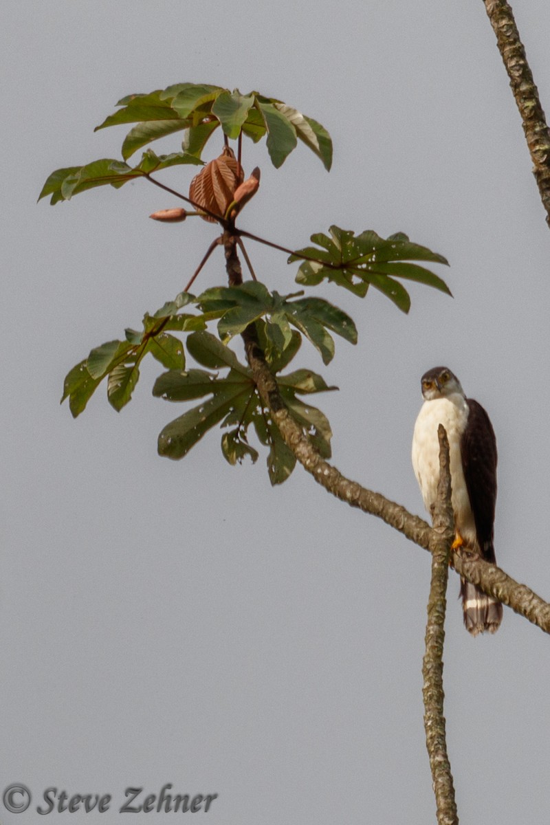 Bicolored Hawk - ML125308301