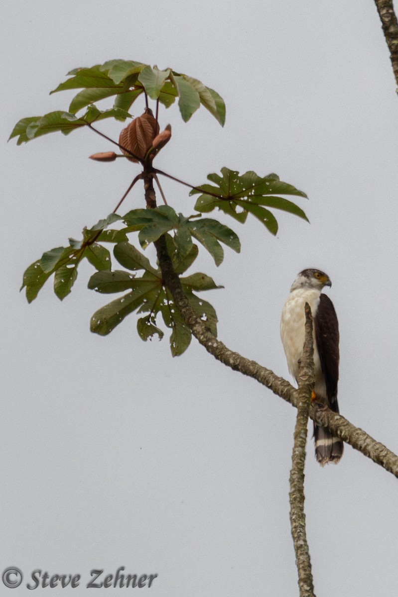 Bicolored Hawk - ML125308311