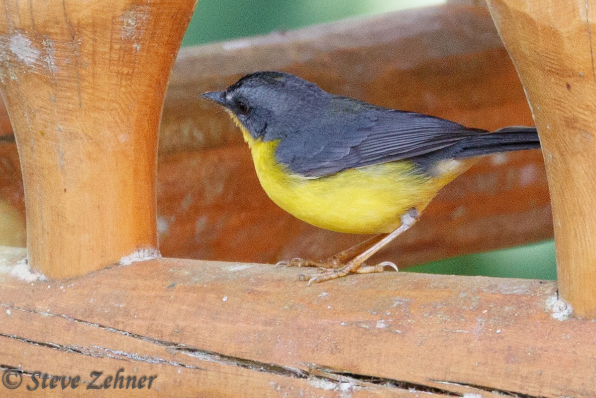 ecuadorparula - ML125309381