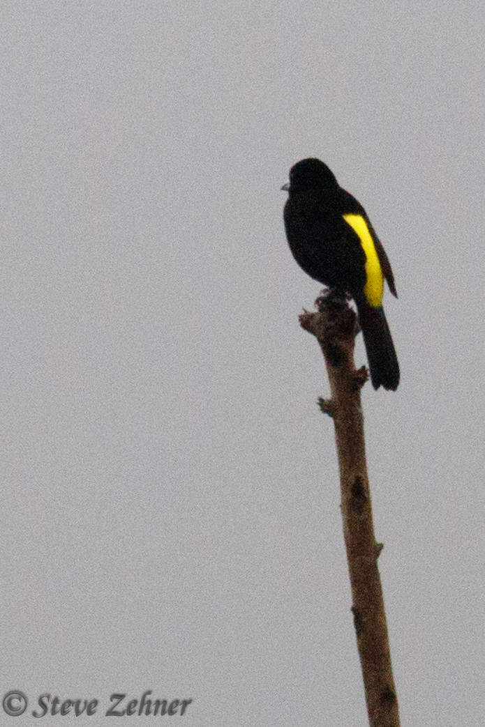 Flame-rumped Tanager - ML125309451