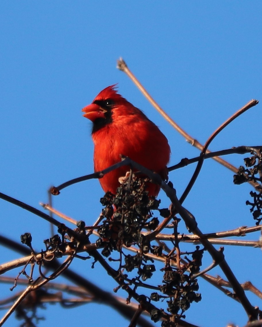 Northern Cardinal - ML125309781