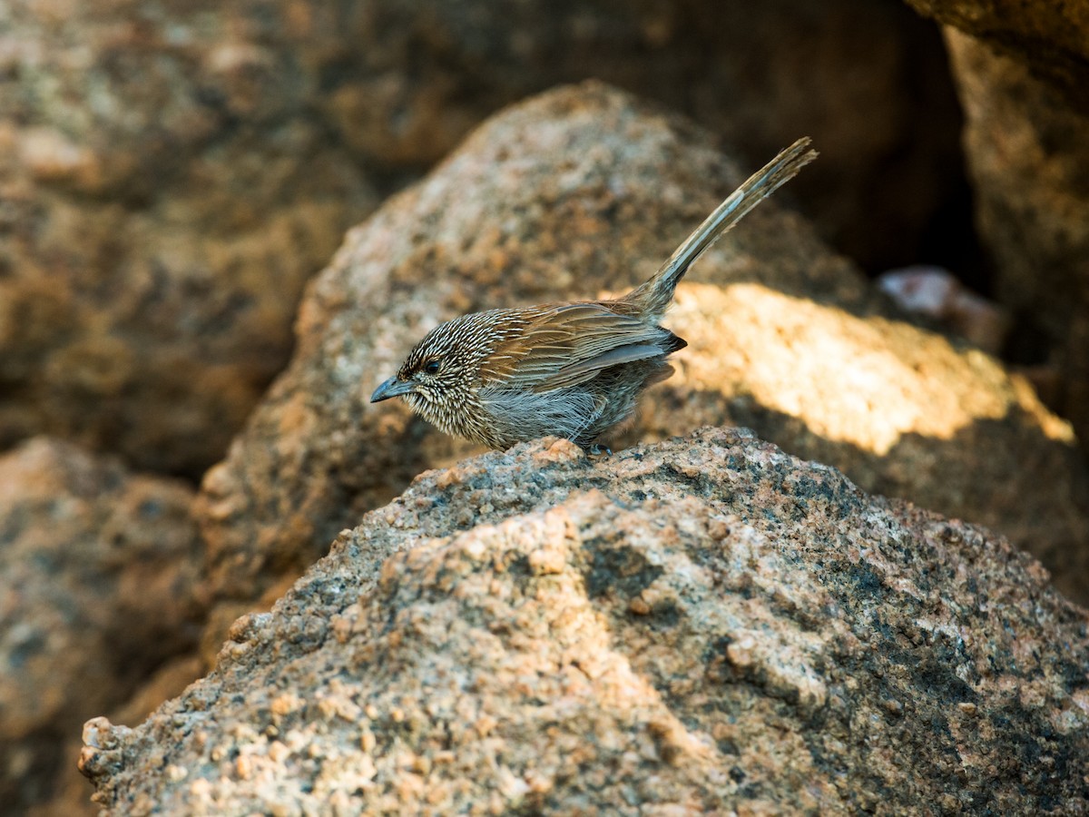 Kalkadoon Grasswren - ML125310101