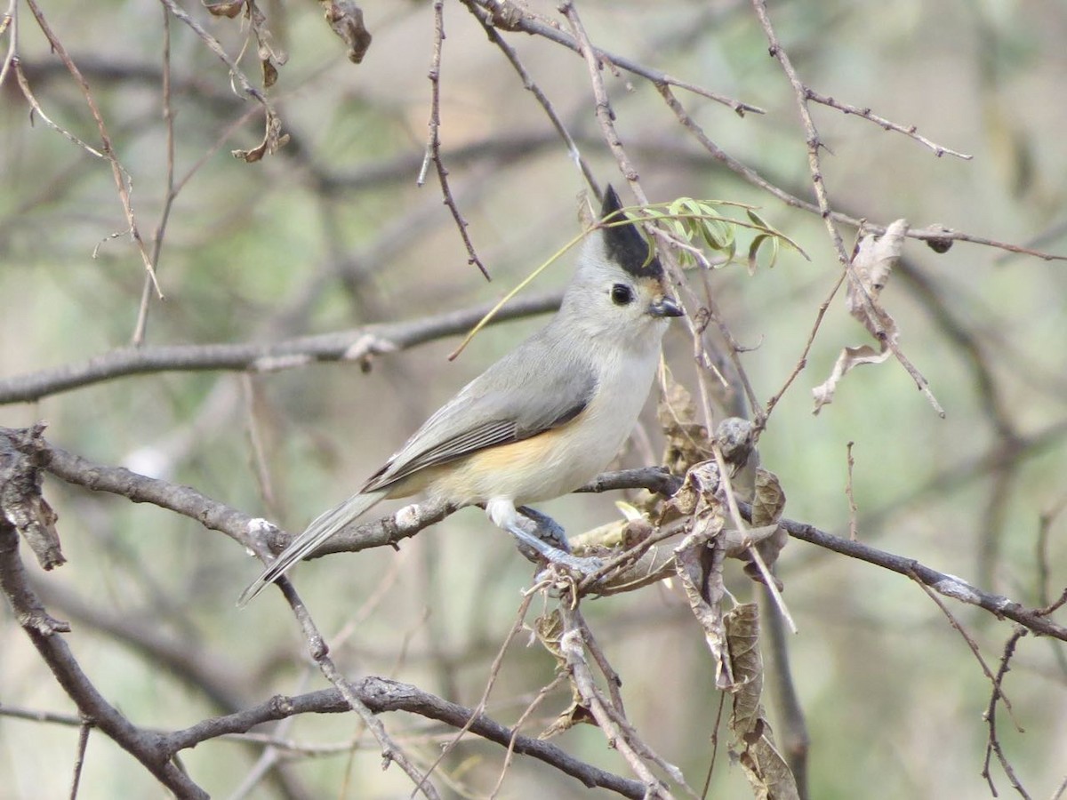 Black-crested Titmouse - ML125311411