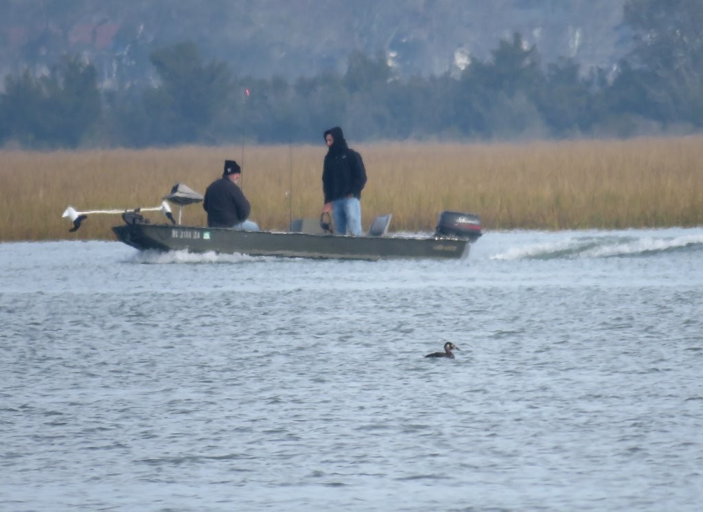 Surf Scoter - ML125312491