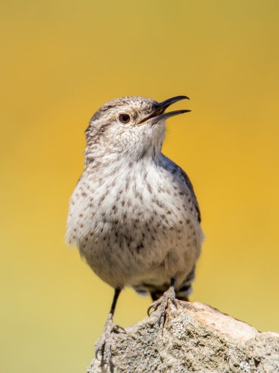 Rock Wren - kevin  Hernandez