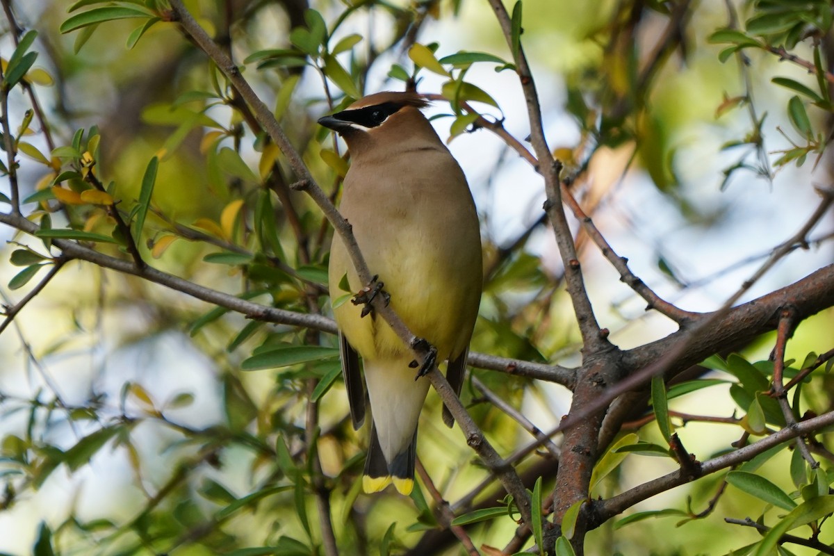 Cedar Waxwing - ML125317431