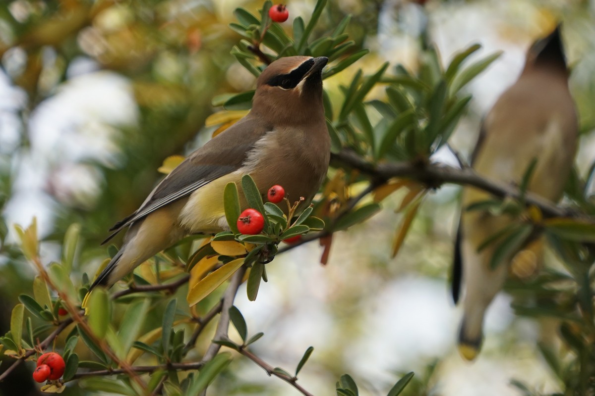 Cedar Waxwing - ML125317461