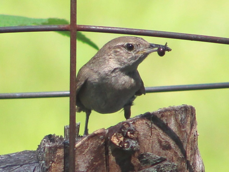 House Wren - ML125317481