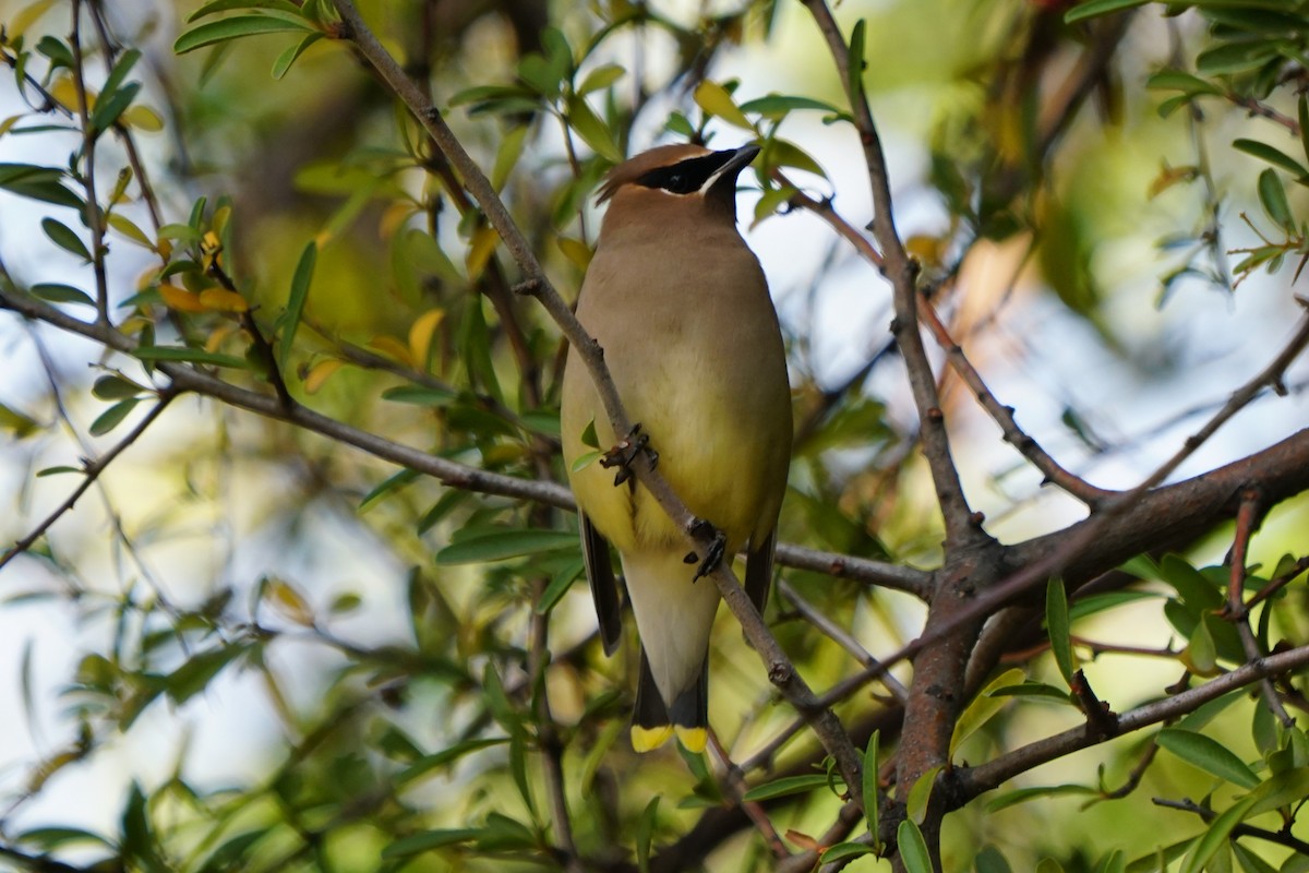 Cedar Waxwing - ML125317511