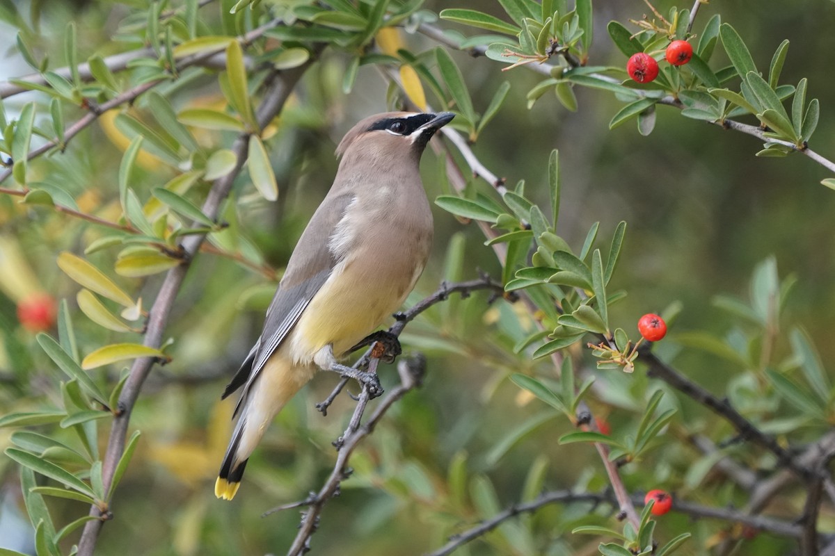 Cedar Waxwing - ML125317531