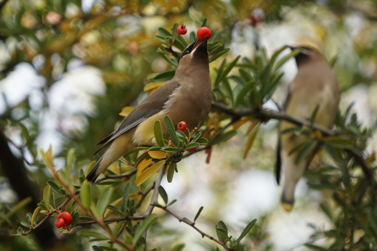 Cedar Waxwing - ML125317551