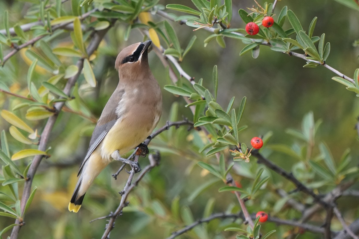 Cedar Waxwing - ML125317561