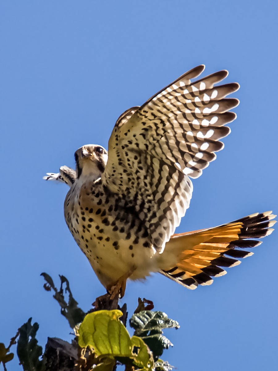 American Kestrel - ML125317571