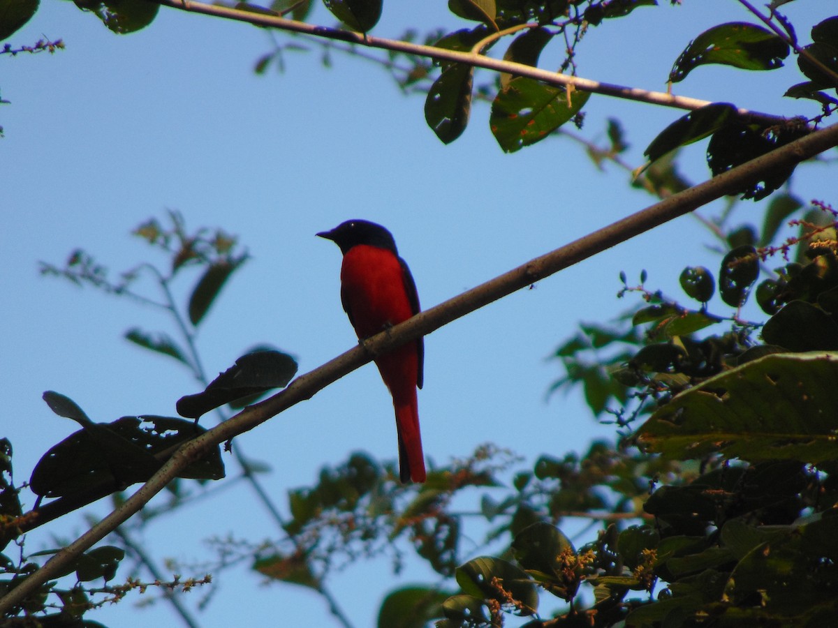 Scarlet Minivet - ML125318831