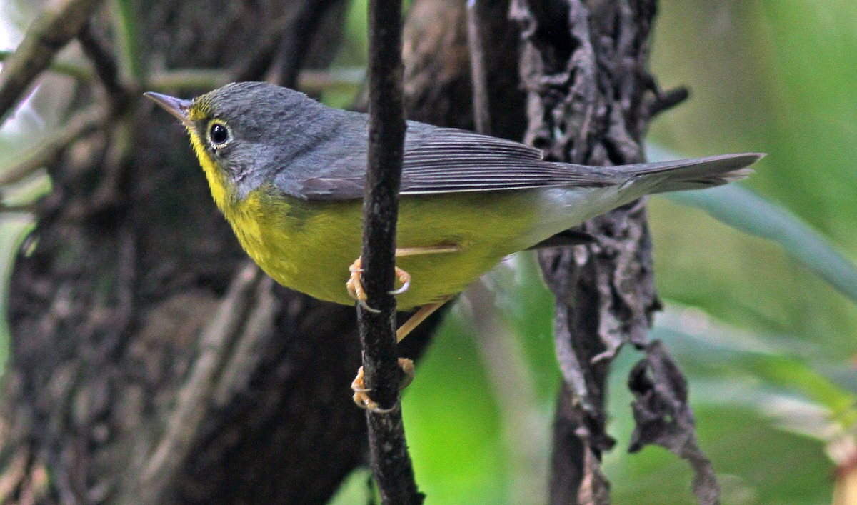 Canada Warbler - ML125319851