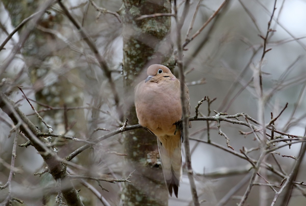 Mourning Dove - ML125320321