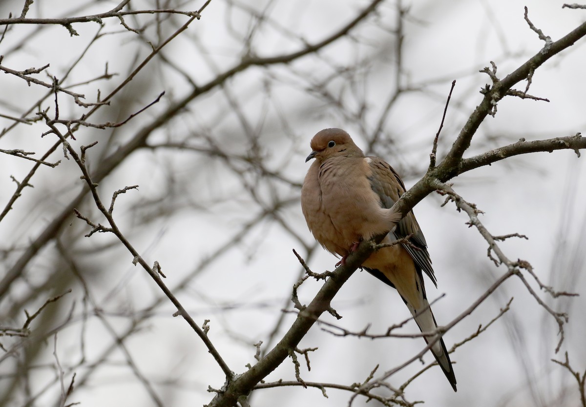 Mourning Dove - ML125320371