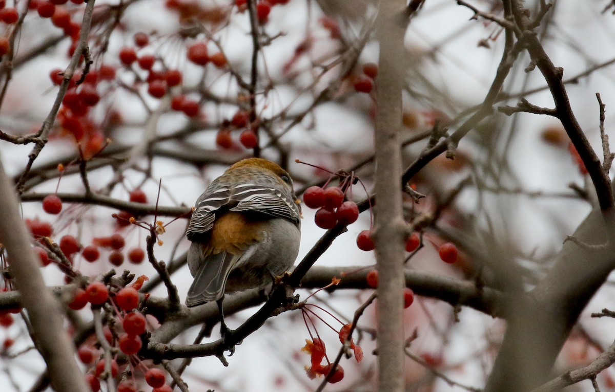 Pine Grosbeak (Taiga) - ML125320661