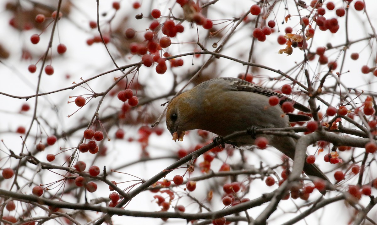 Pine Grosbeak (Taiga) - Jay McGowan