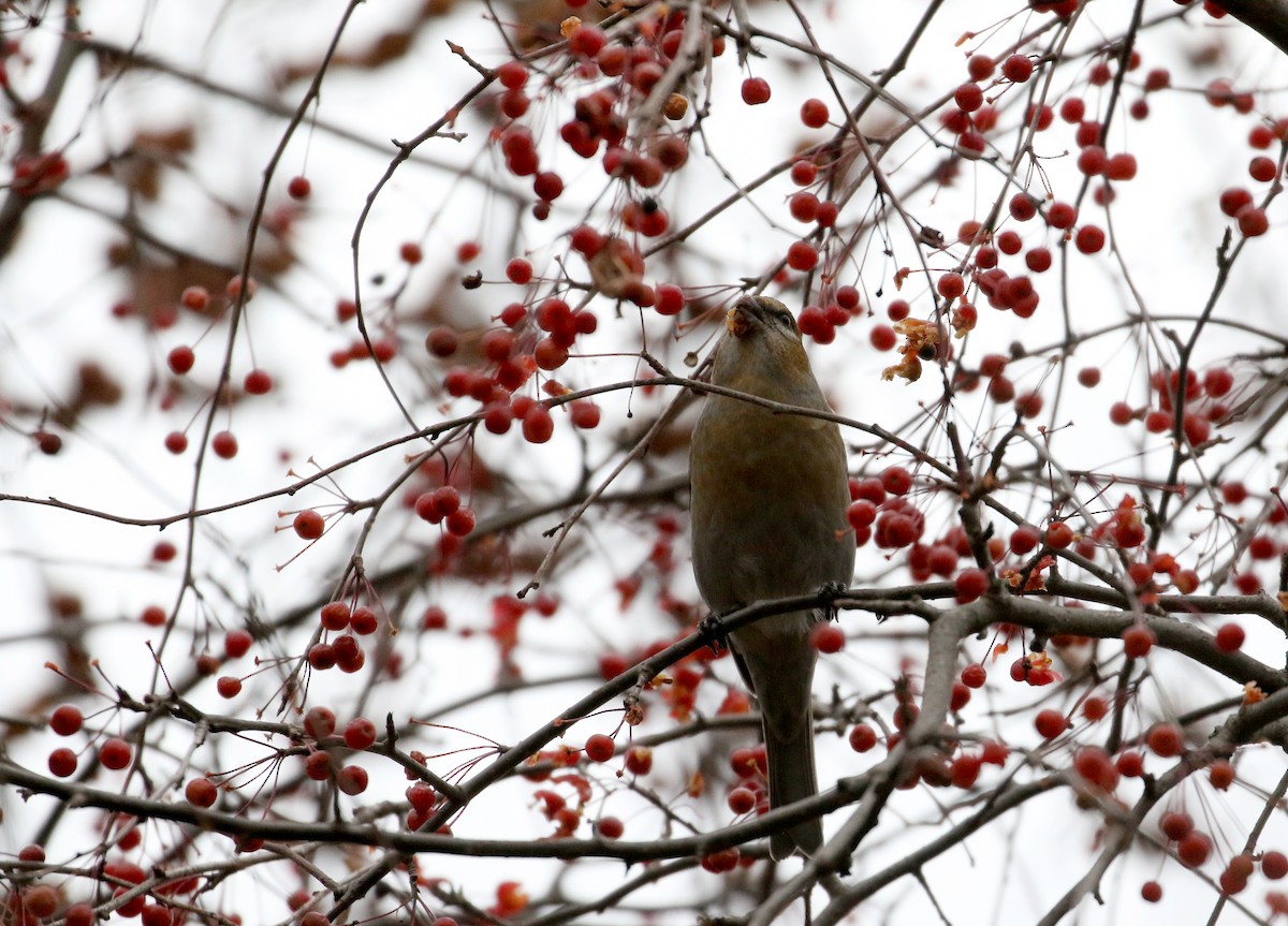 Pine Grosbeak (Taiga) - Jay McGowan