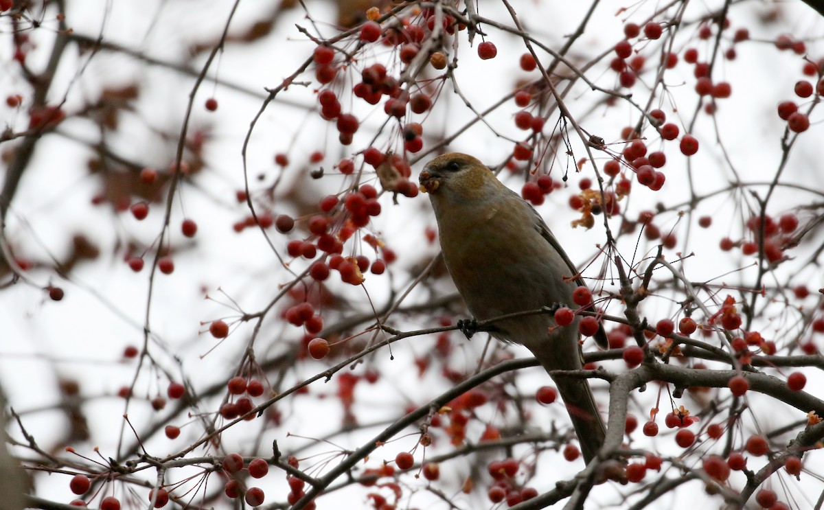 Pine Grosbeak (Taiga) - ML125321061