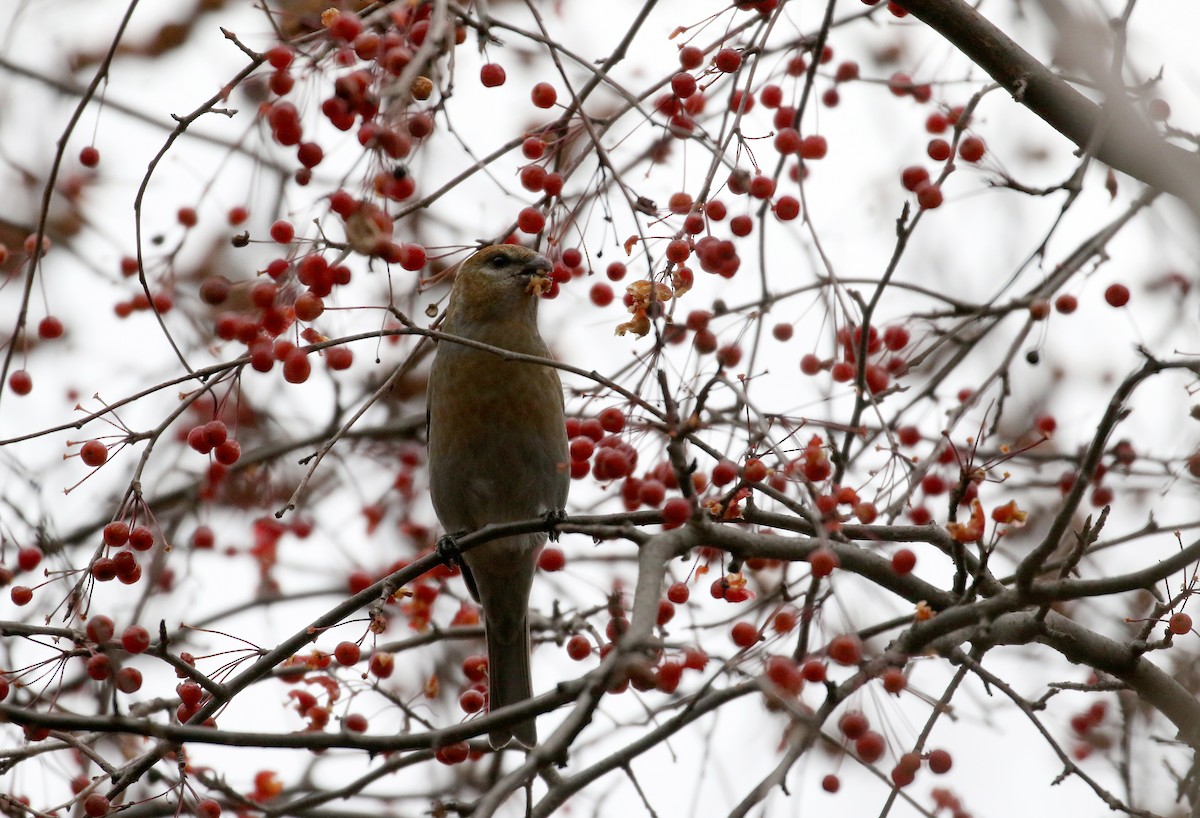 Pine Grosbeak (Taiga) - ML125321081