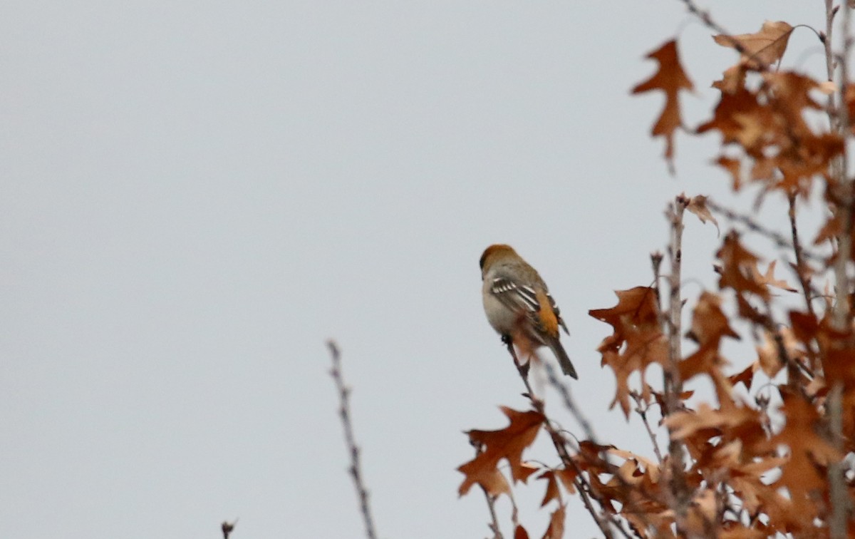 Pine Grosbeak (Taiga) - ML125321101