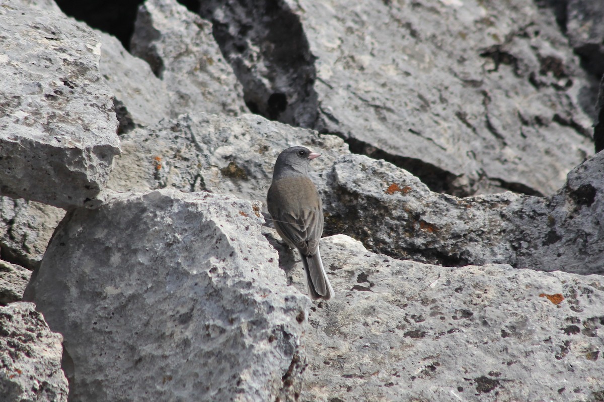 Dark-eyed Junco - ML125321361