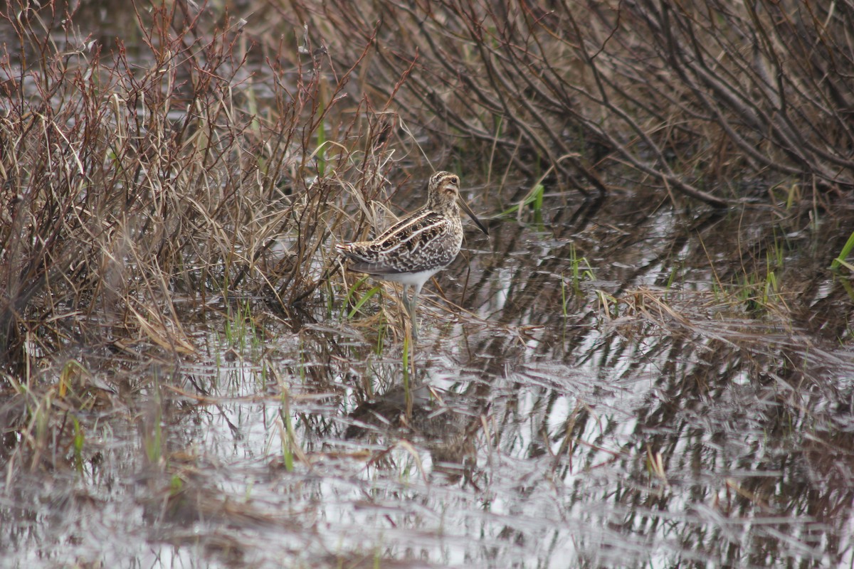 bekasina severoamerická - ML125321491