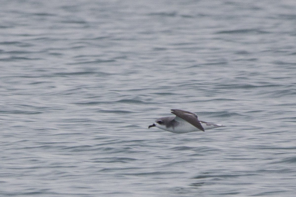 Cook's Petrel - ML125322181