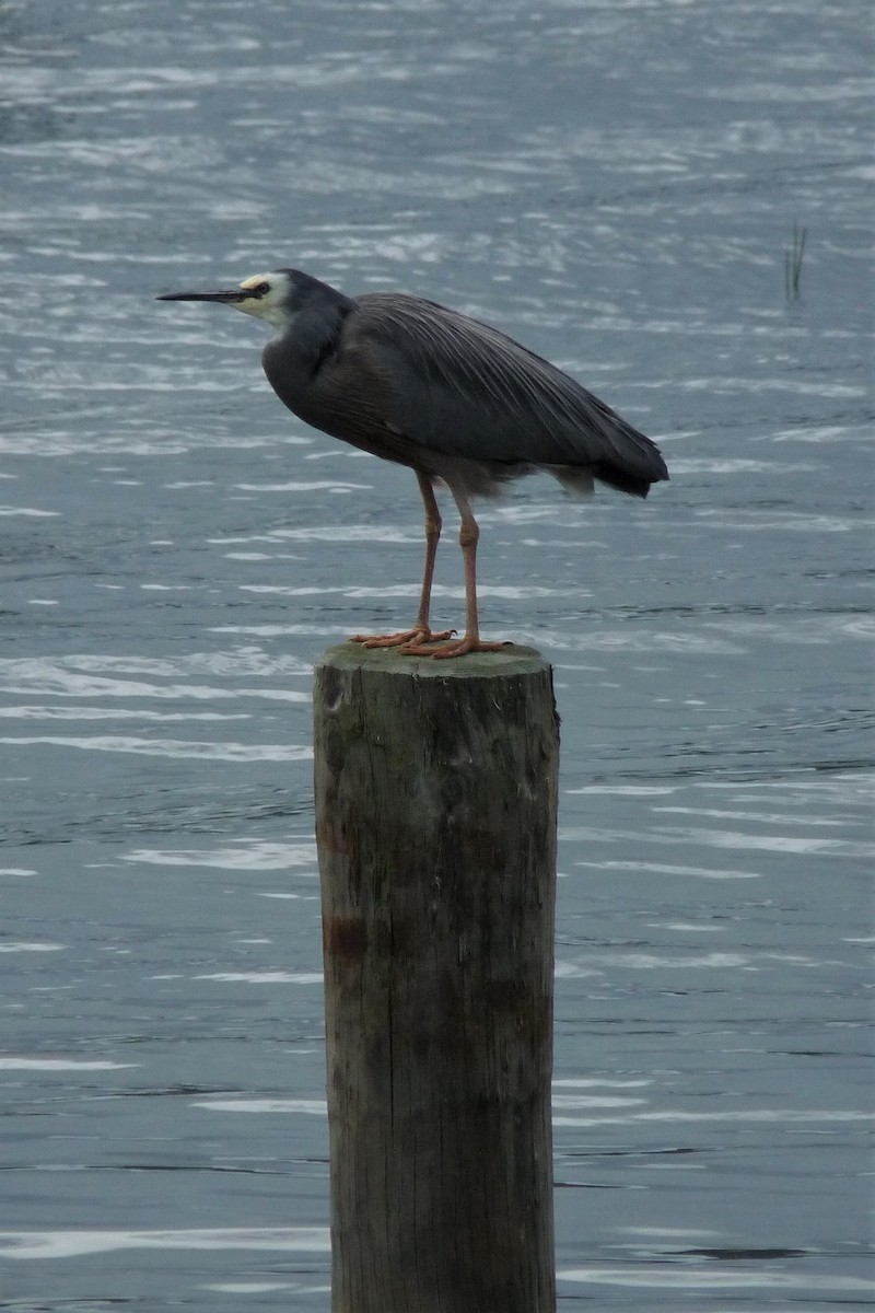 White-faced Heron - Peter D