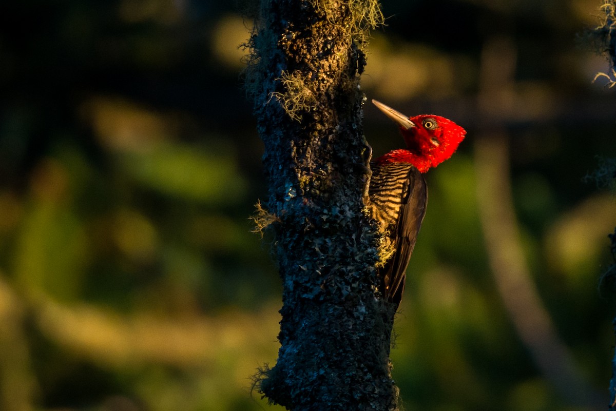 Robust Woodpecker - Claudia Brasileiro