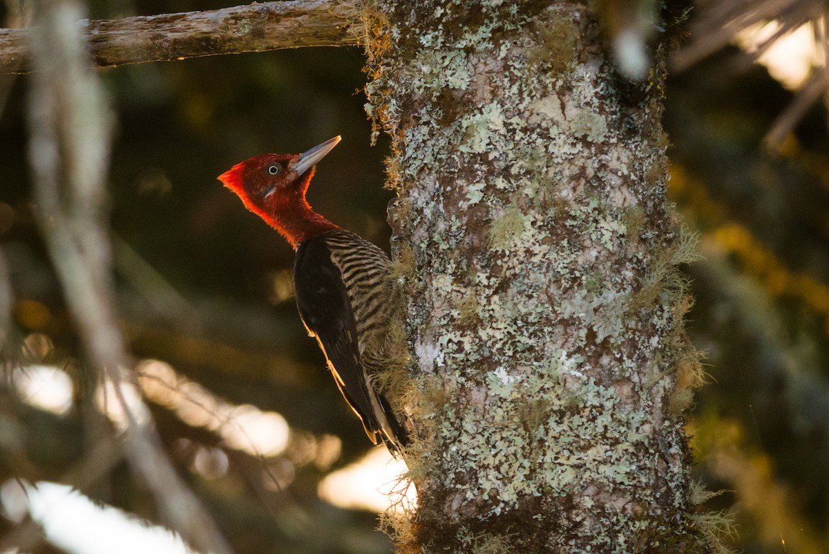 Robust Woodpecker - Claudia Brasileiro