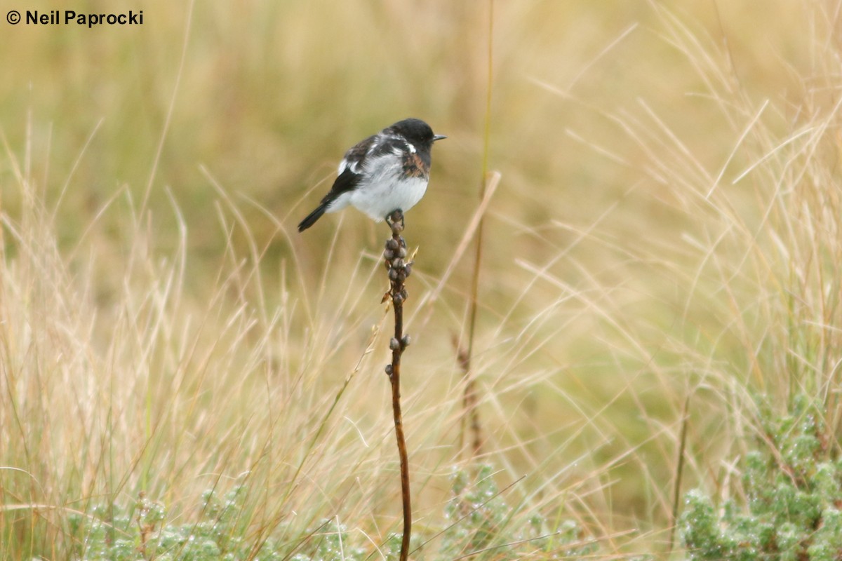 African Stonechat - Neil Paprocki