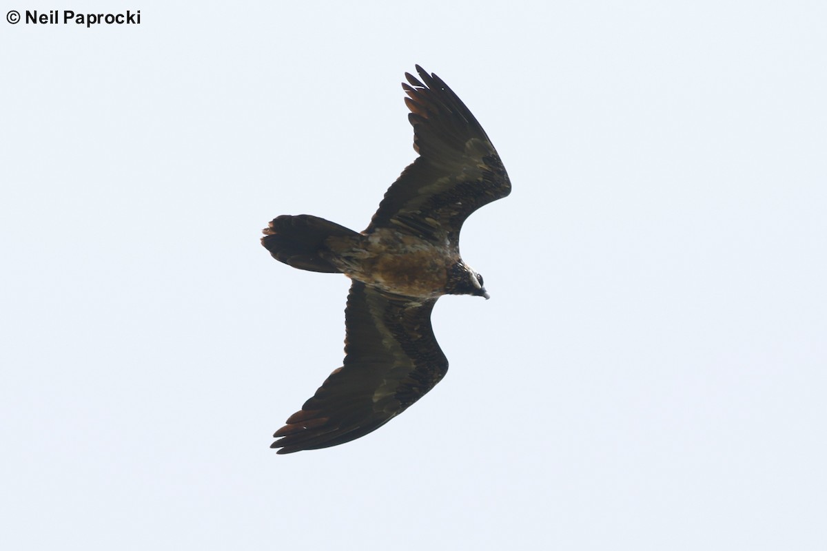 Bearded Vulture - ML125325131