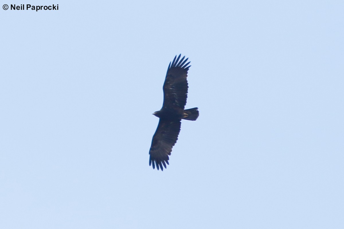 tanımsız kartal (Accipitridae sp.) - ML125325461