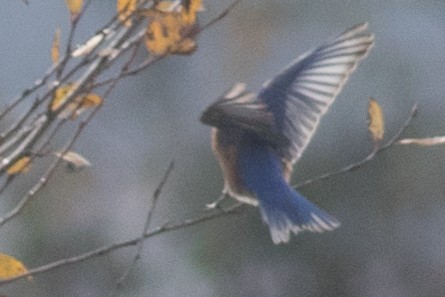 Eastern Bluebird - Seymore Gulls