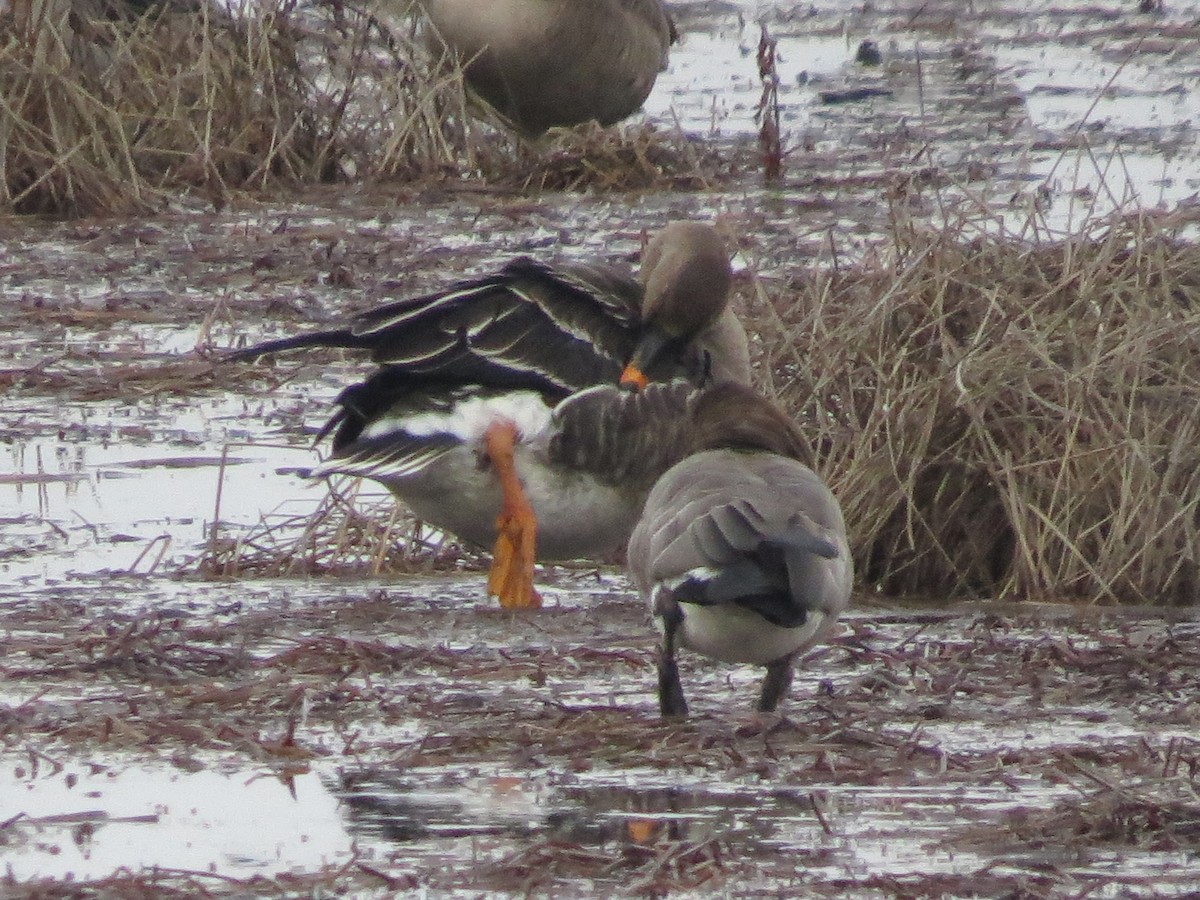 Tundra Bean-Goose - Jamie Simmons